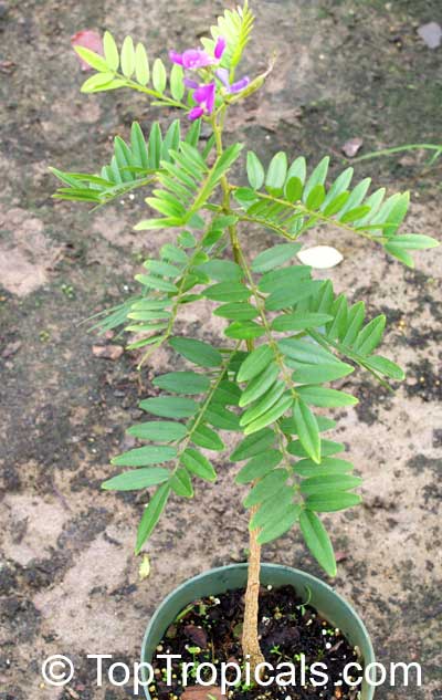 Mundulea sericea, Dalbergia sericea, Mundulea suberosa, Silver Bush, Cork Bush, Sheesham Tree