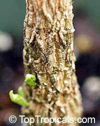 Mundulea sericea, Dalbergia sericea, Mundulea suberosa, Silver Bush, Cork Bush, Sheesham Tree

Click to see full-size image