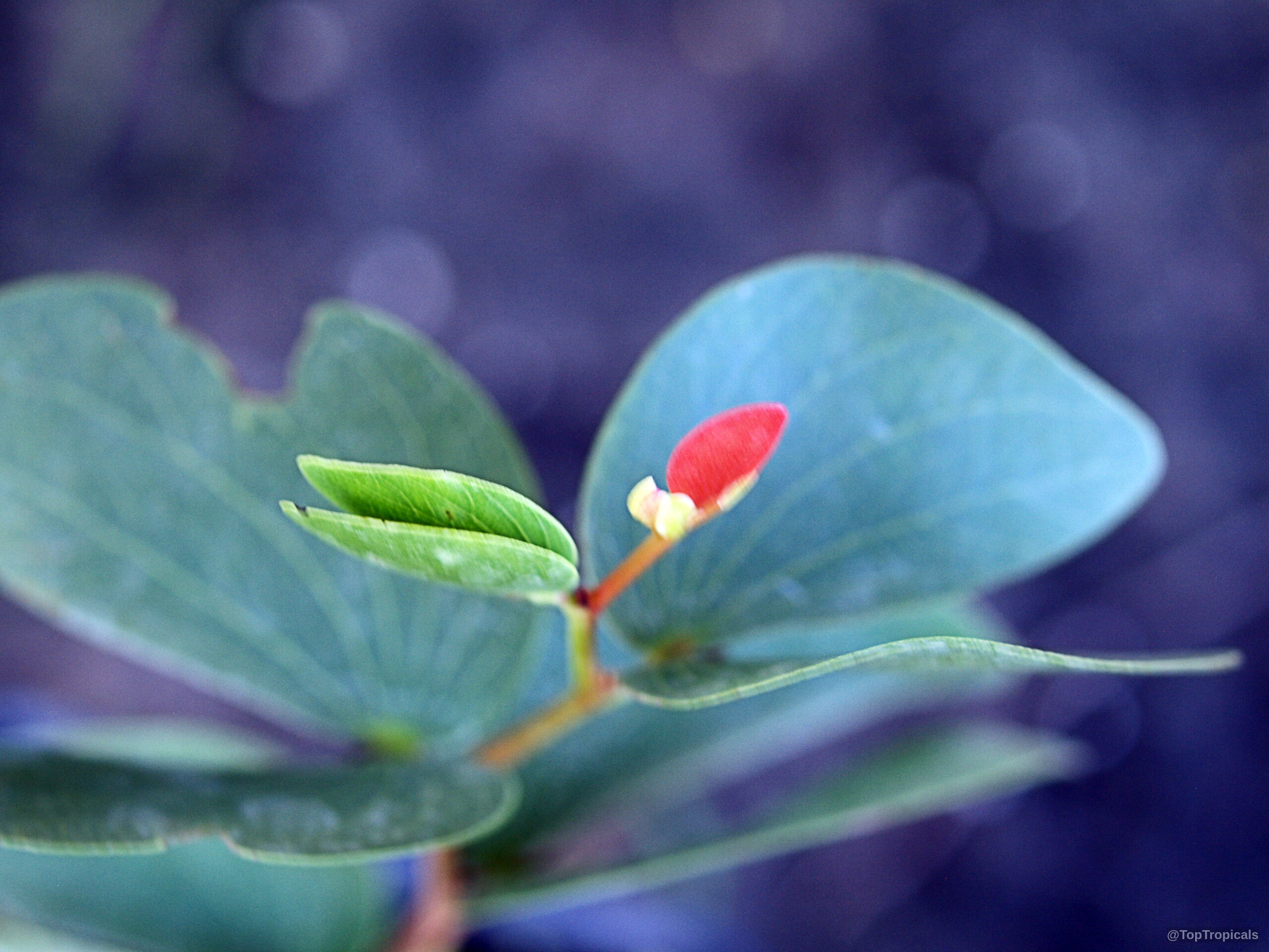 Colophospermum mopane (Mopane) green butterfly-shaped leaves with one emerging small red bud on stem Colophospermum mopane (Mopane) green leaves with a tiny red bud in close up