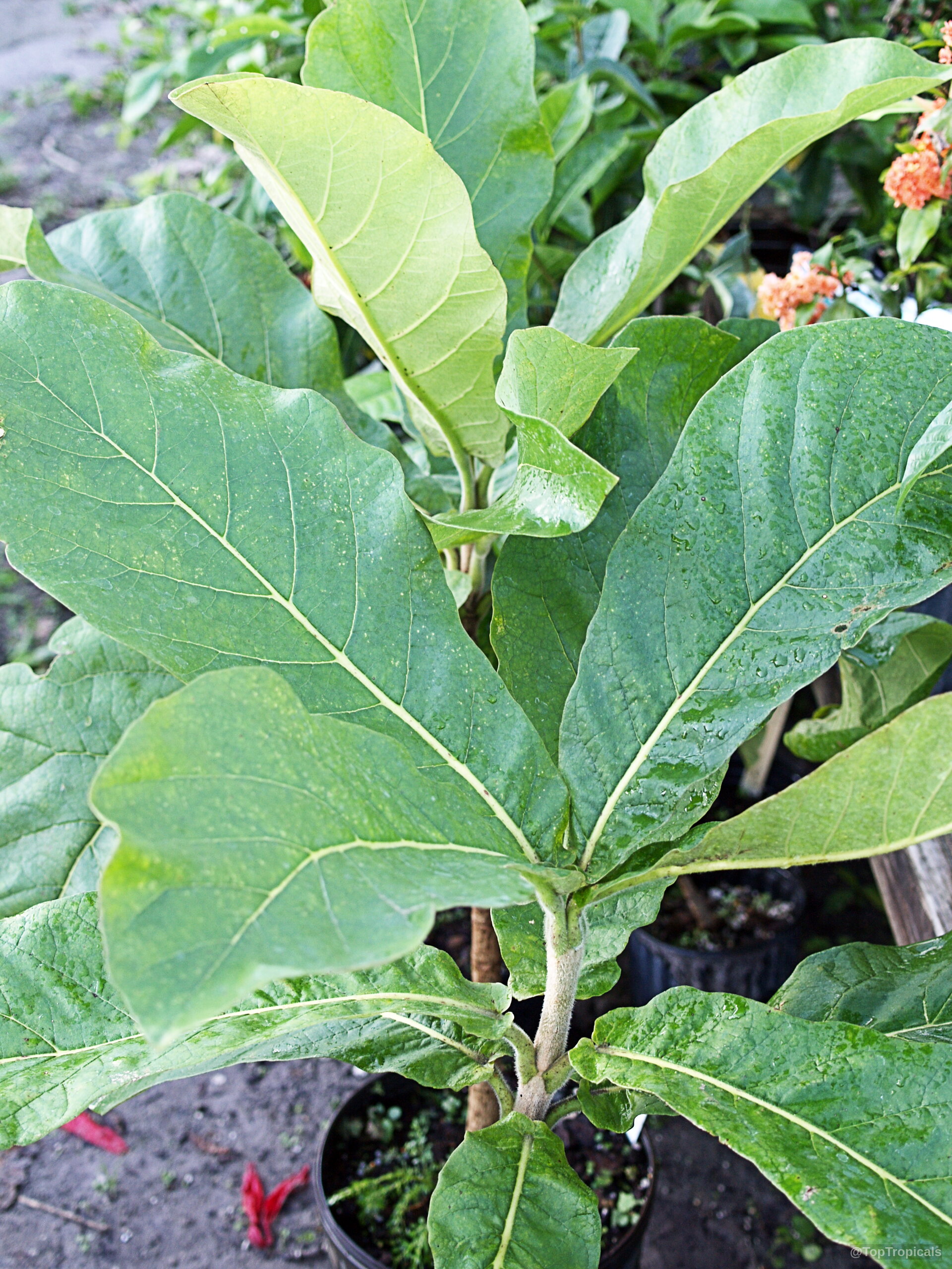 Deplanchea sp. (Golden Bouquet) displaying large green leaves on a thick woody stem Deplanchea sp. (Golden Bouquet) with wide green leaves on a healthy plant branch