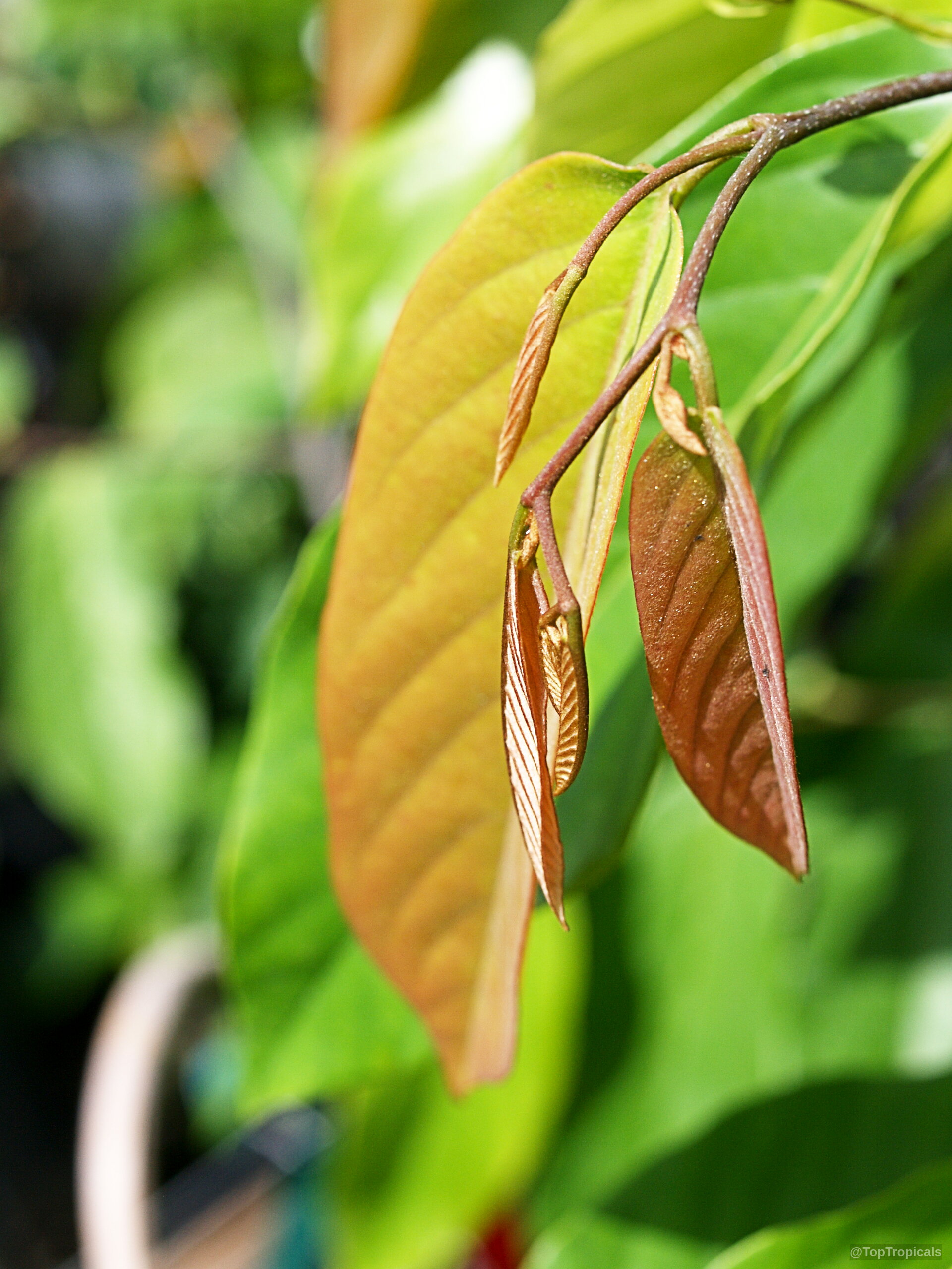 Desmos sp. (Red Ylang-Ylang) with narrow copper-colored young leaves branching off a thin stem. Desmos sp. (Red Ylang-Ylang) with elongated bronze-toned leaves on a slender woody stem.