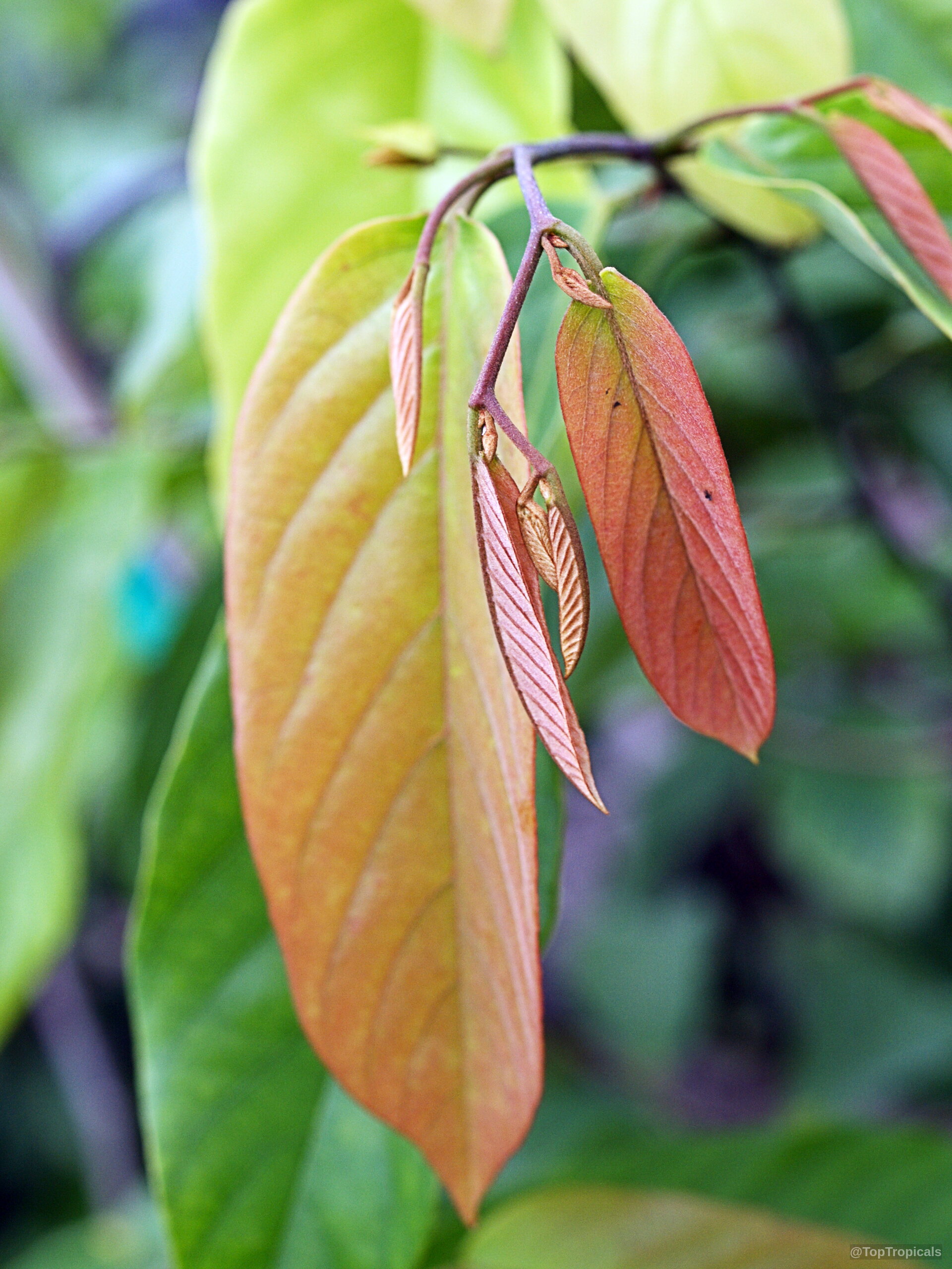Desmos sp. (Red Ylang-Ylang) shows emerging foliage with deep red color on a thin branch. Desmos sp. (Red Ylang-Ylang) with elongated red leaves in a close up plant shot.