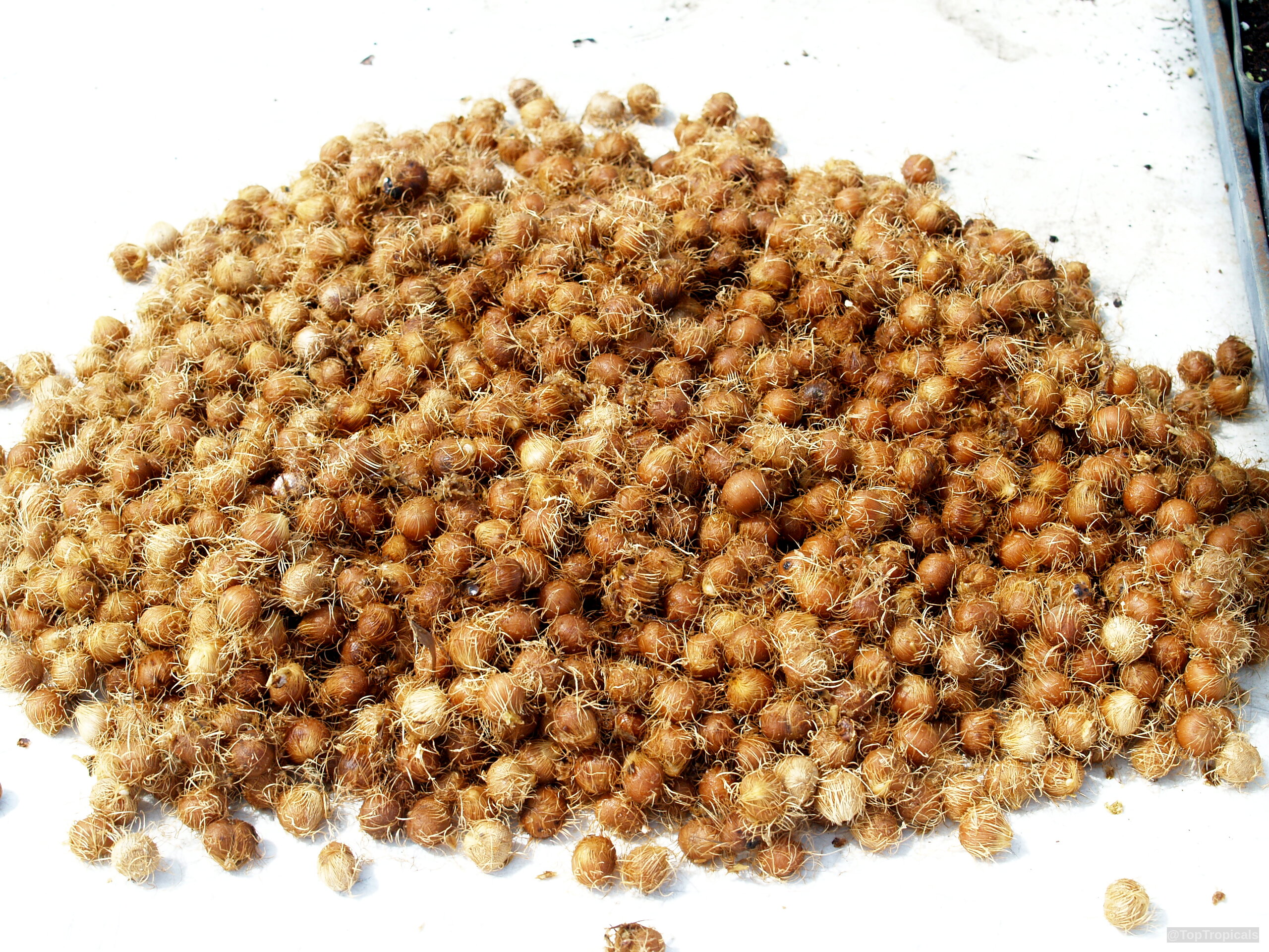Euterpe oleracea (Asai) fruit gathered into a large pile for inspection on a white surface. Euterpe oleracea (Asai) brown fruit heap close up on a white surface area