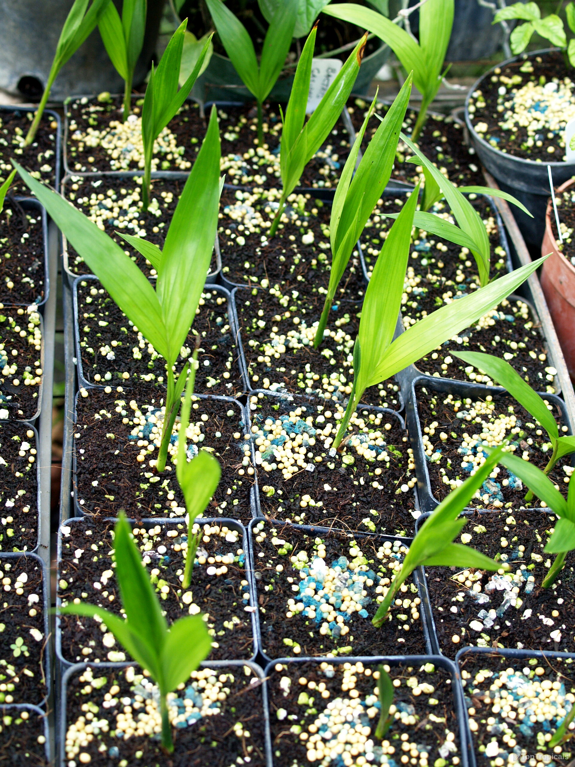 Euterpe oleracea (Asai) seedlings emerge from soil within square nursery containers scattered with slow-release fertilizer. Euterpe oleracea (Asai) green leaves plant seedlings growing inside black plastic nursery starter containers.