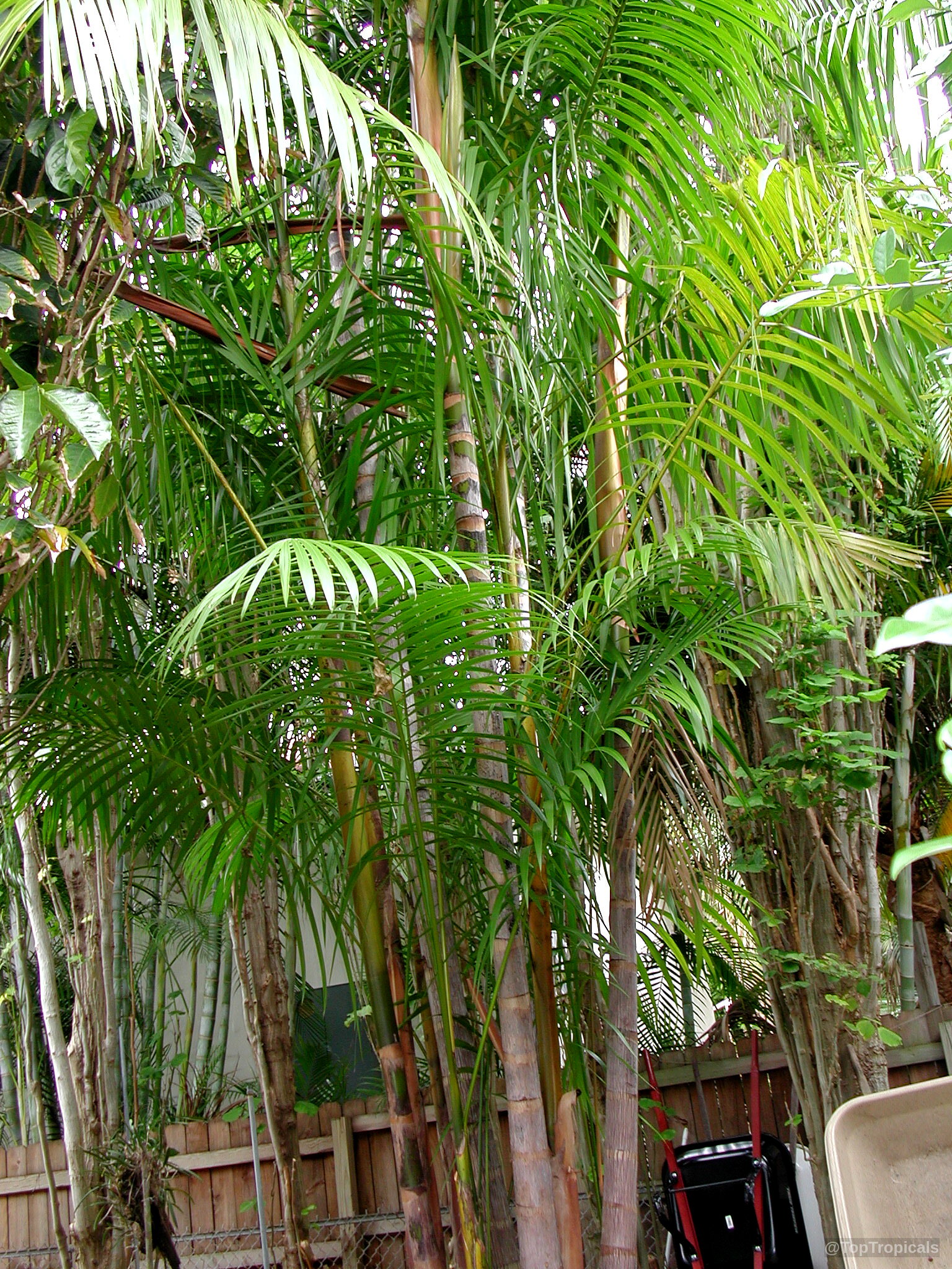 Euterpe oleracea (Asai) palm with multiple thin tan trunks and vibrant green feather-like foliage. Euterpe oleracea (Asai) with slender tan trunks and long graceful arching green palm leaves