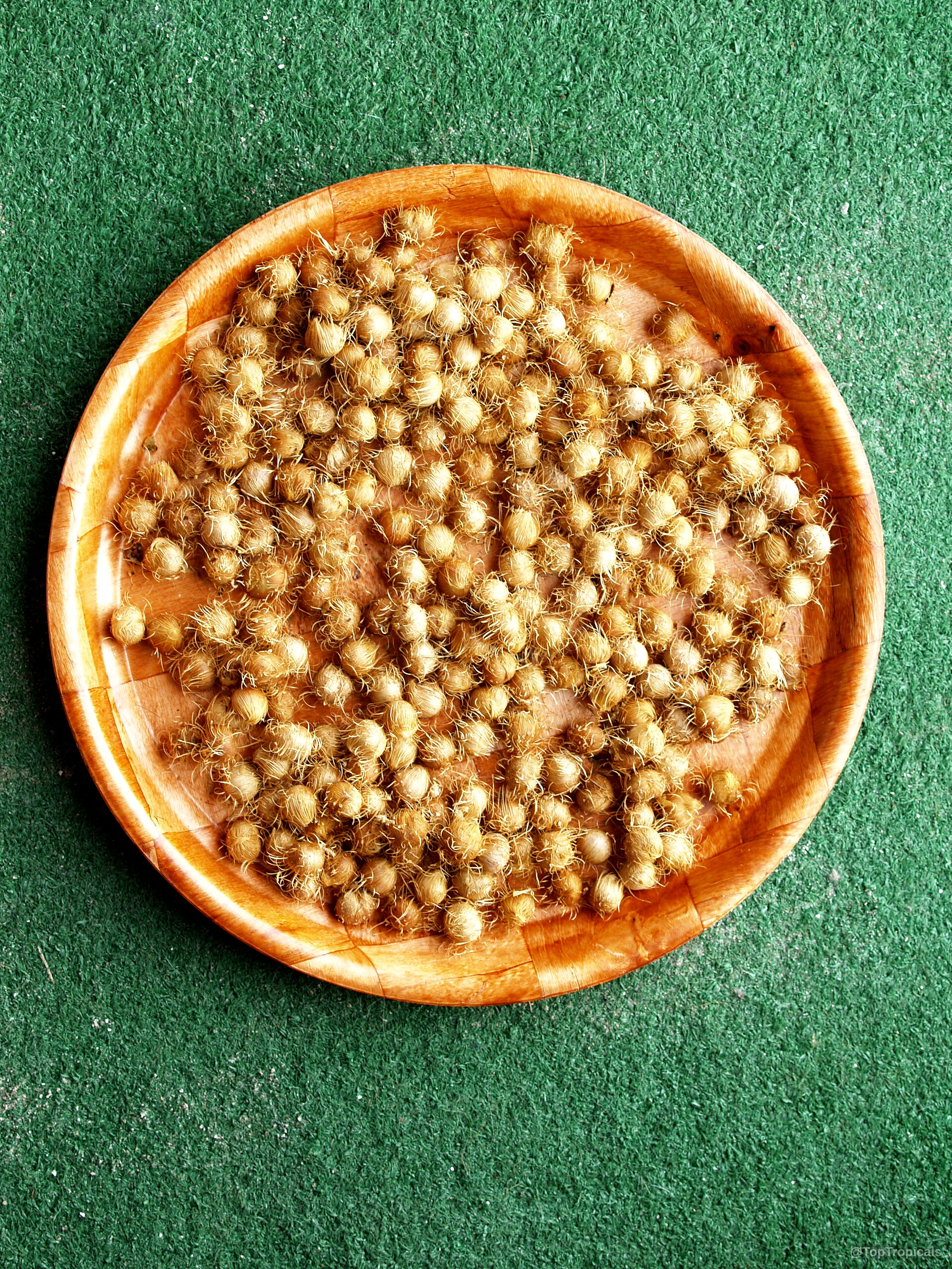 Euterpe oleracea (Asai) tan seeds arranged on a wooden plate for easy handling and processing. Euterpe oleracea (Asai) tan fruit on a plate as a close up top-down view.