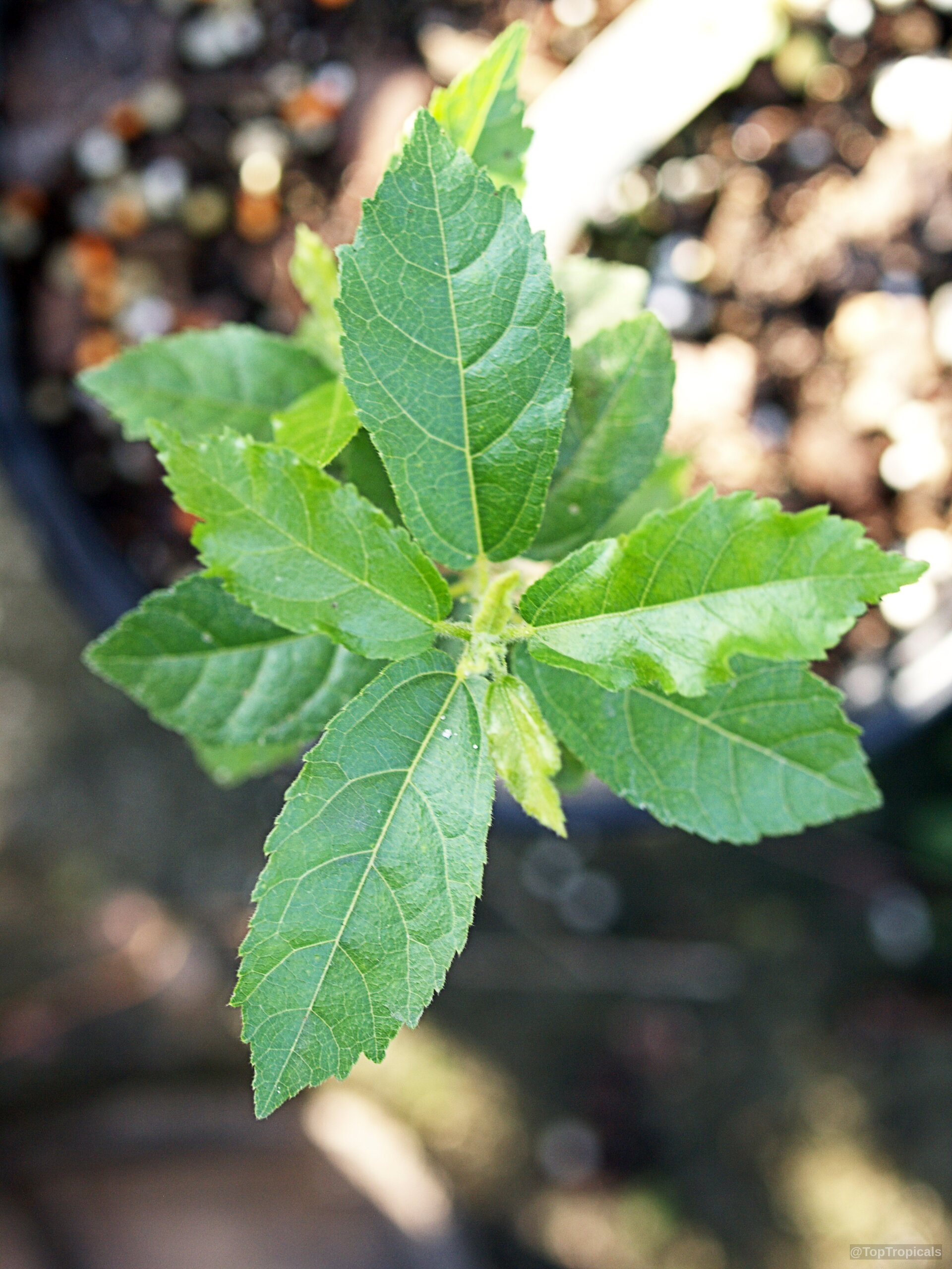 Grewia sp. (Raisin Bush) shows detailed serrated green leaves radiating from the central stem apex. Grewia sp. (Raisin Bush) green leaves plant close up viewed from above for identification purposes.