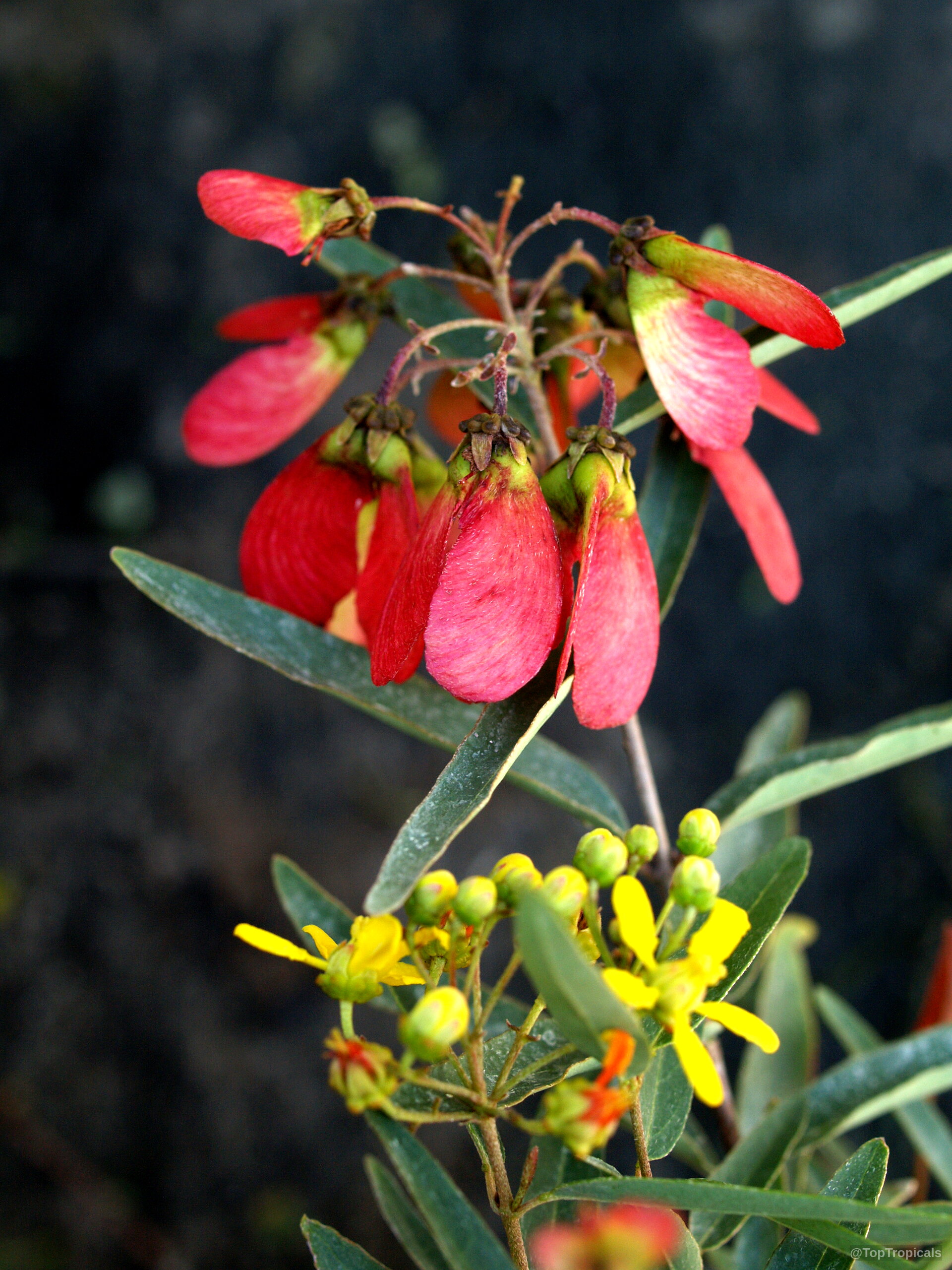 Heteropterys glabra (Mariposa) showing winged red fruit hanging above small yellow flower clusters on stems Heteropterys glabra (Mariposa) red fruit and yellow flower clusters in a close up view