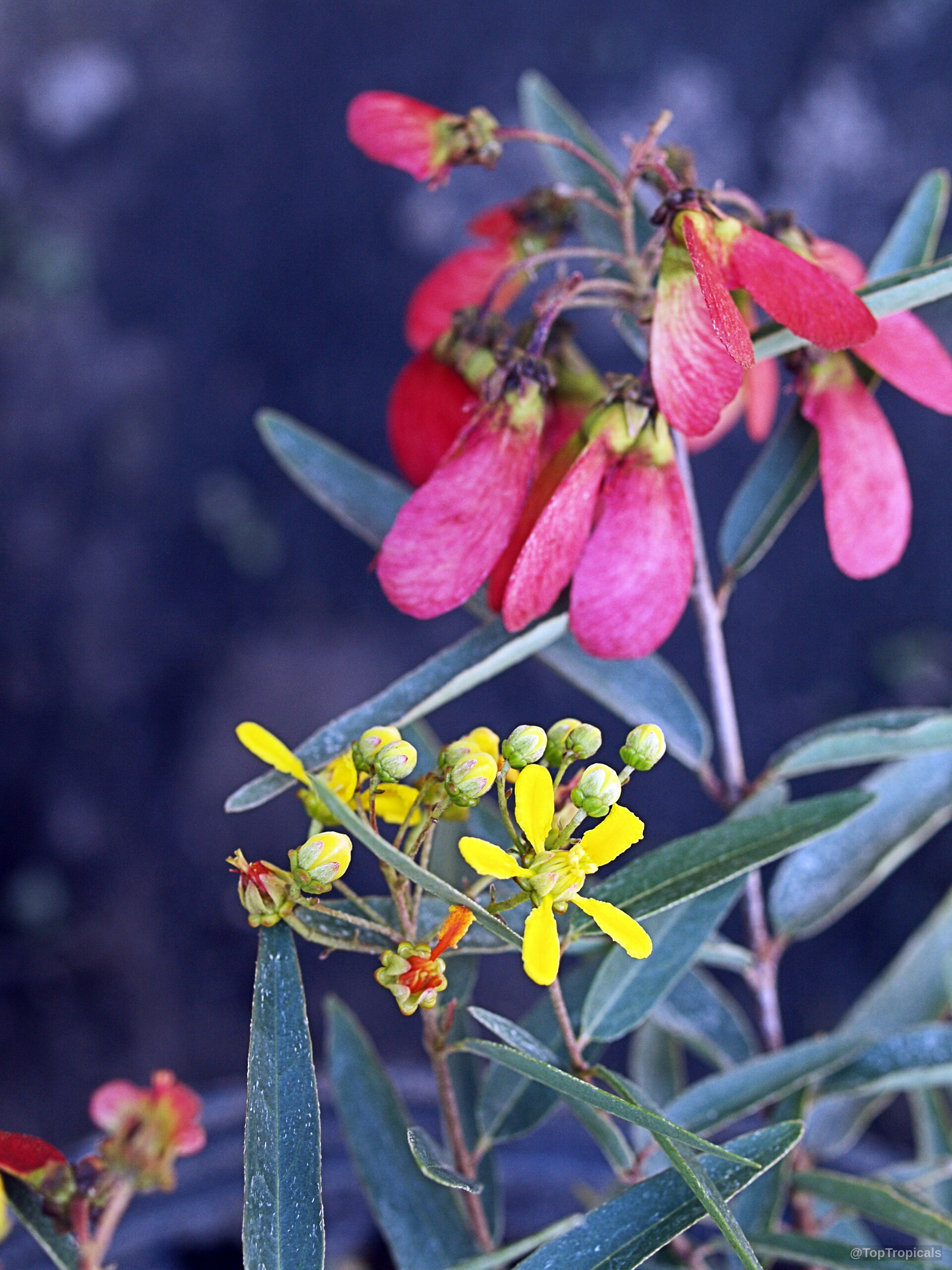 Heteropterys glabra (Mariposa) yellow flower clusters near bunches of papery red fruit on thin branches. Heteropterys glabra (Mariposa) yellow flower and red fruit, close up on narrow green leaves.