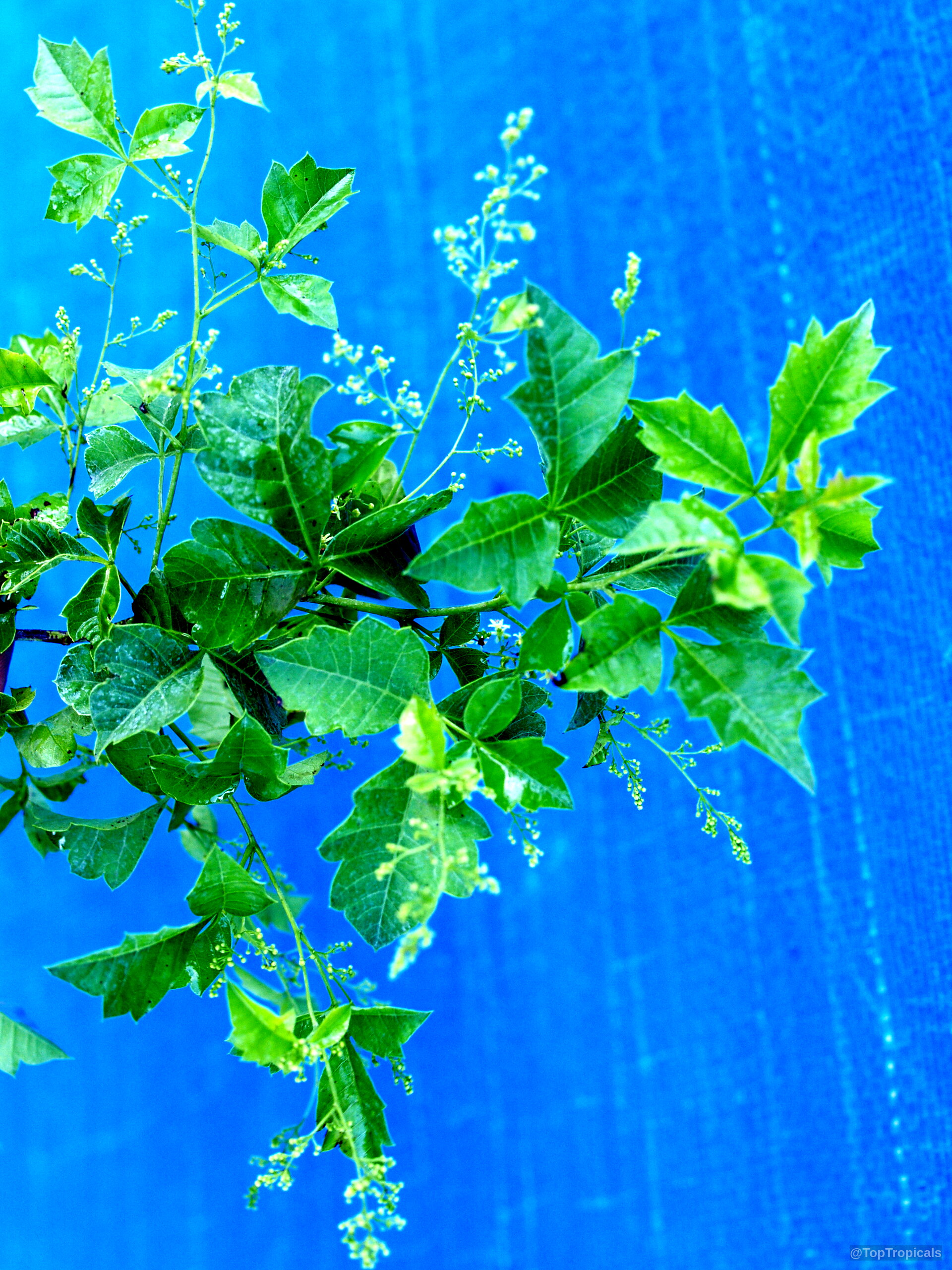 Rhus dentata (Nana-Berry) branch with green leaves and delicate pale flower clusters against blue background. Rhus dentata (Nana-Berry) green plant branch with jagged leaves and small pale flower clusters