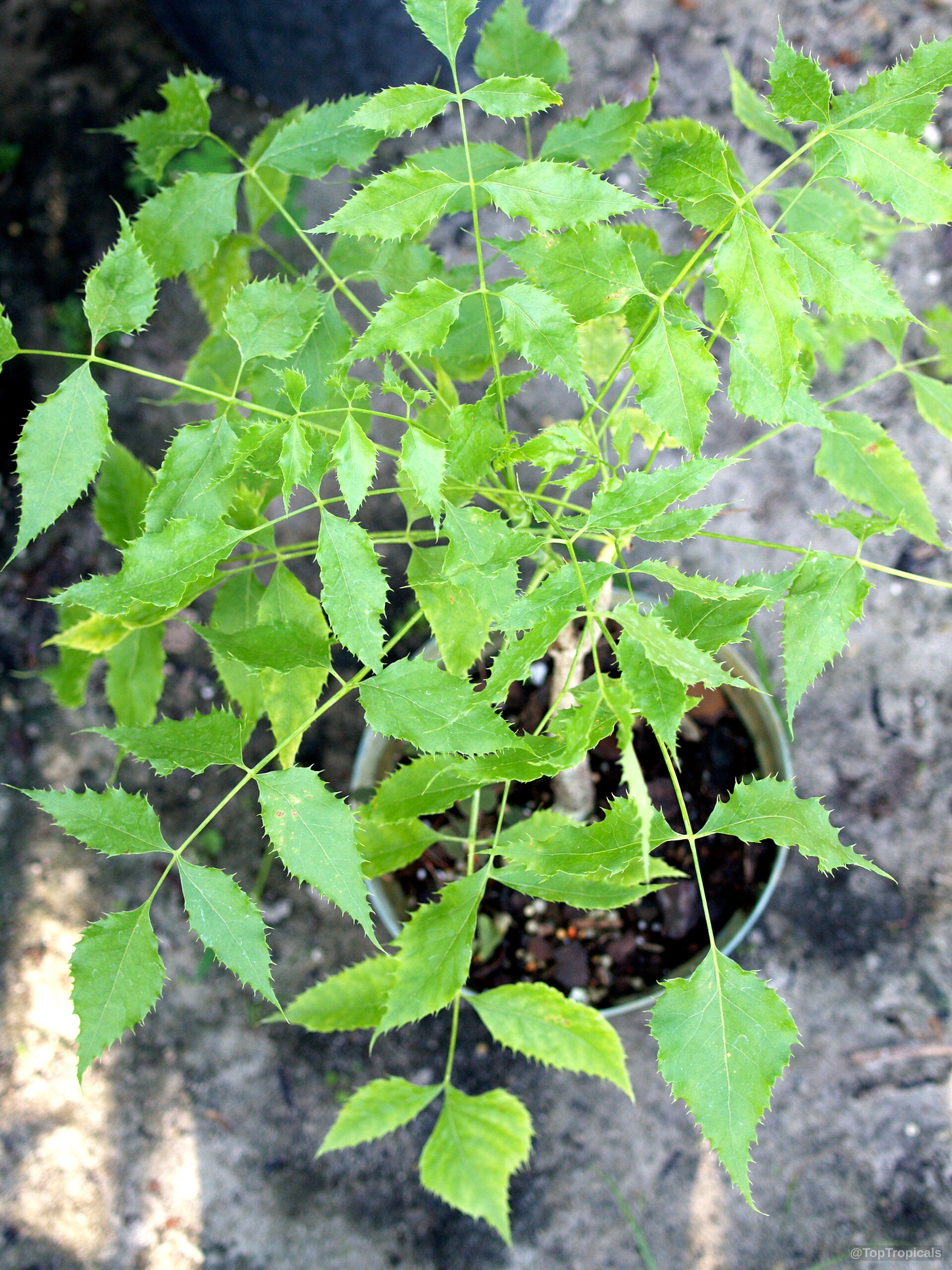 Steganotaenia araliacea (Carrot Tree) with serrated green leaves spreading from a central container base. Steganotaenia araliacea (Carrot Tree) vibrant green leaves on thin branches top down plant perspective