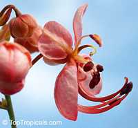 Cassia roxburghii, Red Cassia, Ceylon Senna

Click to see full-size image