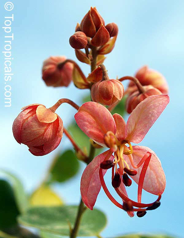 Cassia roxburghii, Red Cassia, Ceylon Senna