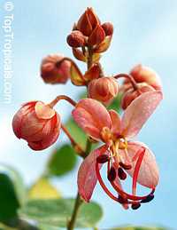 Cassia roxburghii, Red Cassia, Ceylon Senna

Click to see full-size image