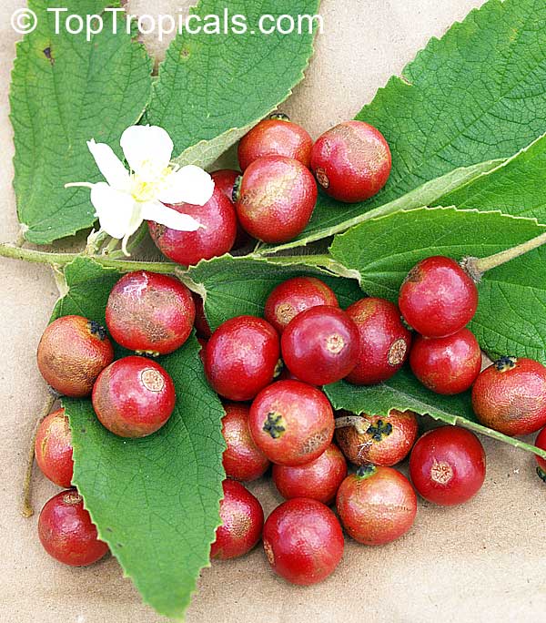 Muntingia calabura, Strawberry tree, Jam tree, Jamaican / Singapore / Panama cherry, Cotton Candy Berry, Calabura, Manzanil