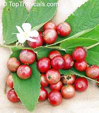 Muntingia calabura (Ямайская вишня) - растение