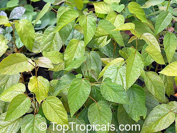 Croton sylvaticus, Forest Fever Berry, Woodland Croton