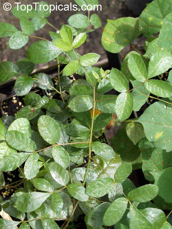 Commiphora sp., Commiphora, Velvet(-leaved) Corkwood.. Commiphora mollis