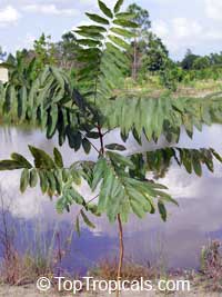 Sapindus saponaria - (Мыльное дерево) - растение