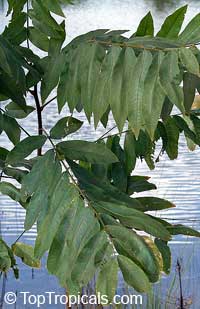 Sapindus detergens, Ritha, Soap Nut Tree

Click to see full-size image
