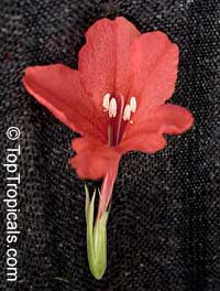 Ruellia affinis, Ruellia elegans, Red Ruellia, Flower of Caipora, Rio Red Ragin Cajin Ruellia

Click to see full-size image