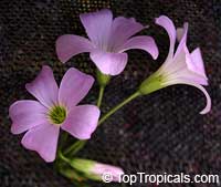 Oxalis triangularis, Oxalis regnellii, Purple Shamrock, Love Plant 

Click to see full-size image