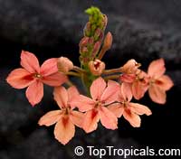Ruspolia hypocrateriformis, Ruddy Rose, Pricklybush

Click to see full-size image