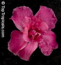 Mandevilla amabilis, Thai Rose

Click to see full-size image