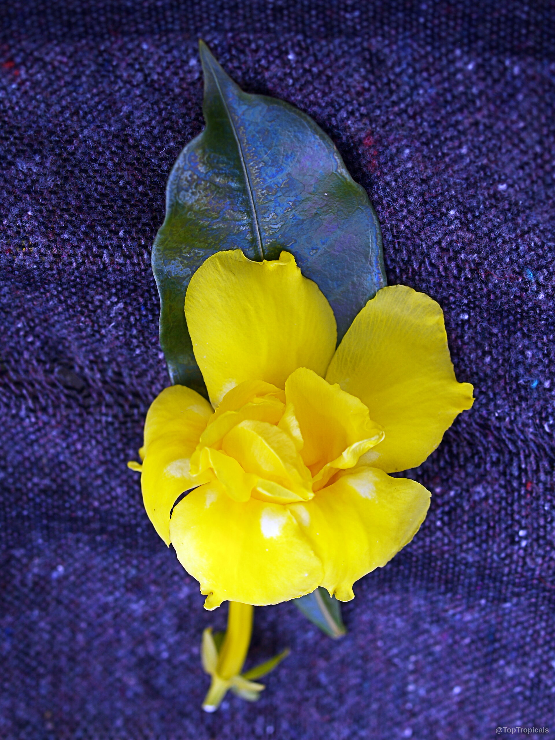 Allamanda williamsii (Golden Trumpet Vine) yellow flower with dark green foliage on dark textured surface Allamanda williamsii (Golden Trumpet Vine) yellow flower close up with dark green leaf