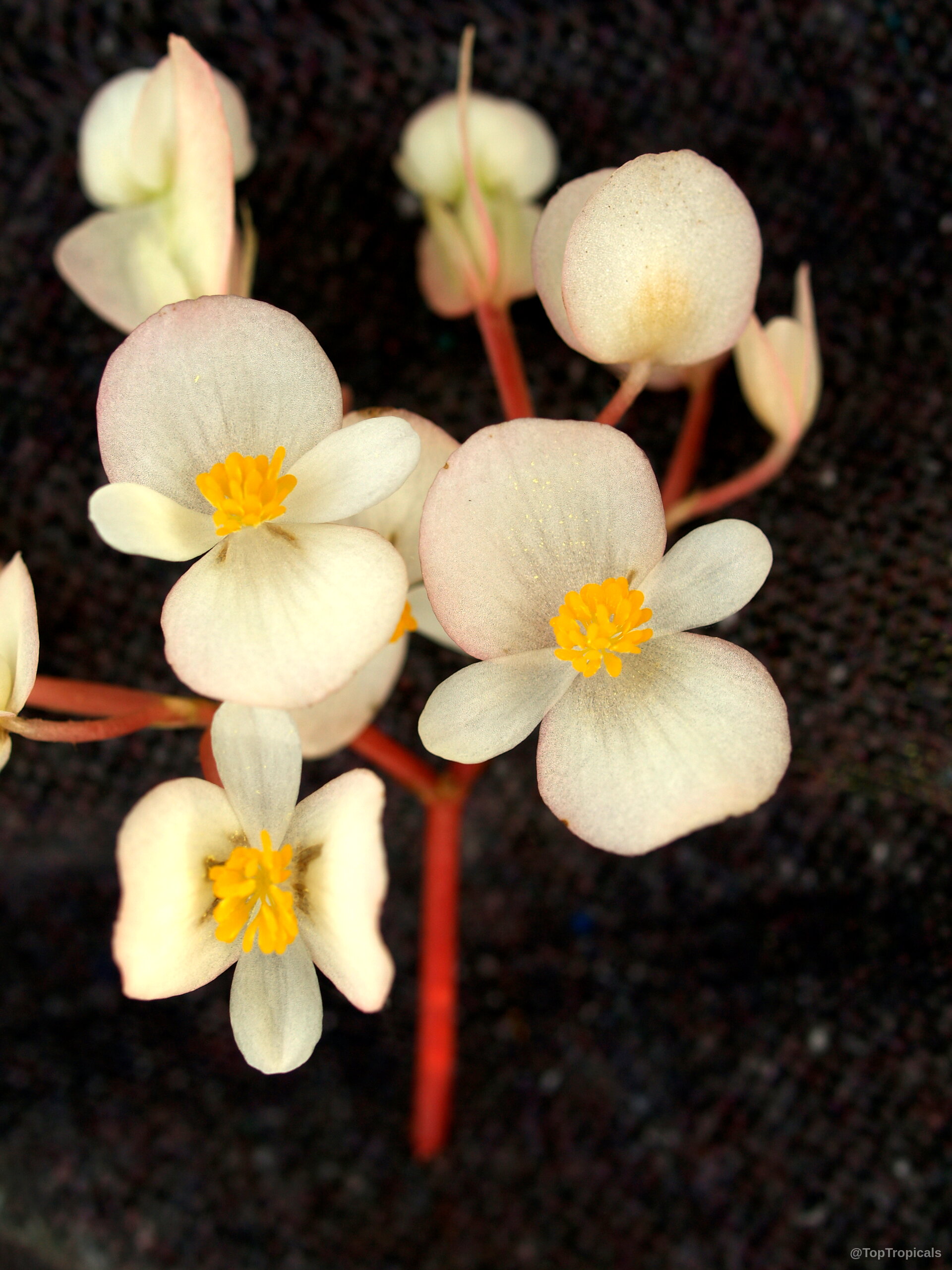 Begonia sp. (Begonia) white flower with yellow centers attached to reddish stems on dark background. Begonia sp. (Begonia) white flower close up with yellow centers on a dark background.