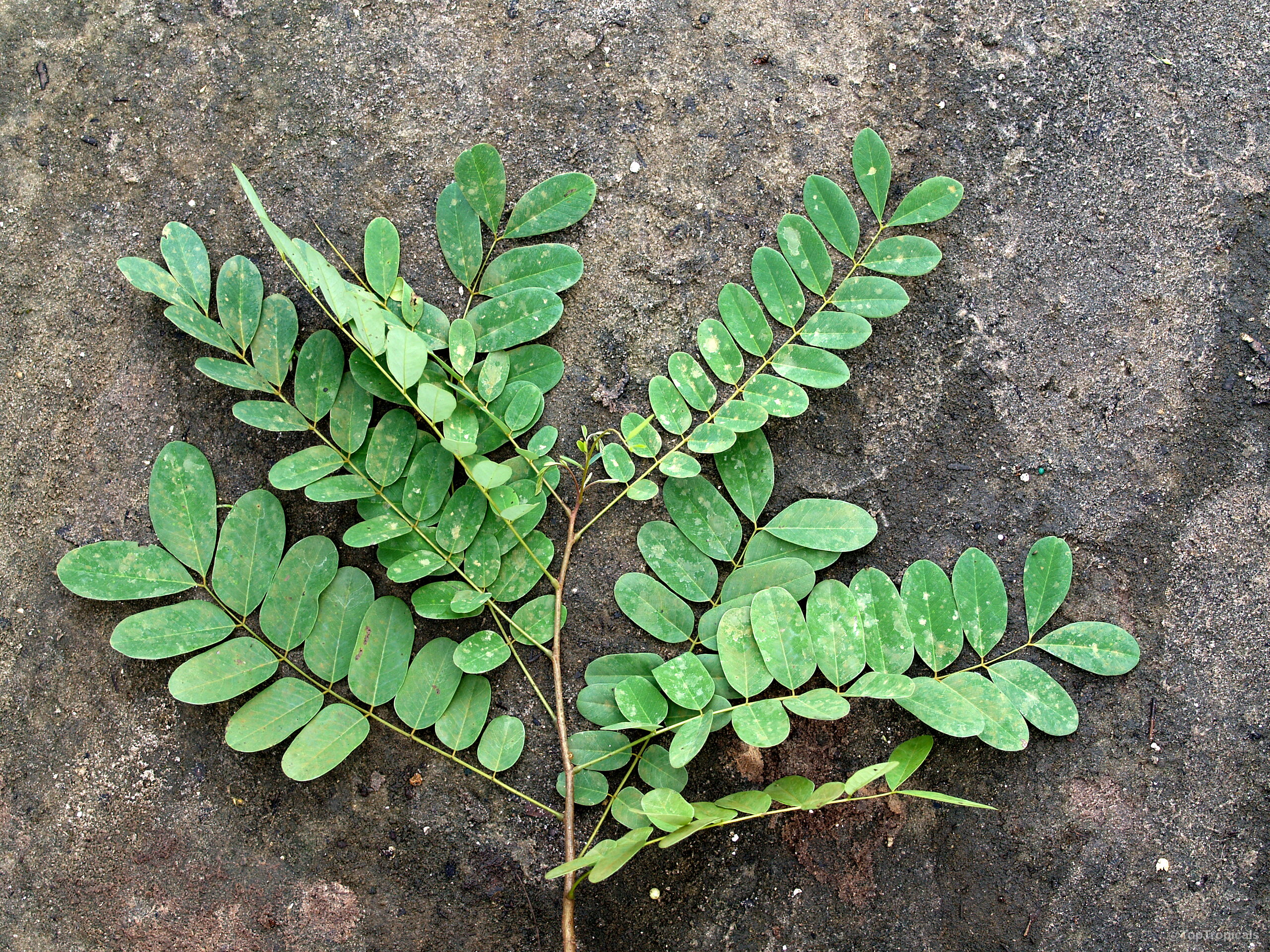 Cassia abbreviata (Long Pod Cassia) branch with numerous small oval green leaves on textured ground Cassia abbreviata (Long Pod Cassia) with green leaves on a dark stone surface