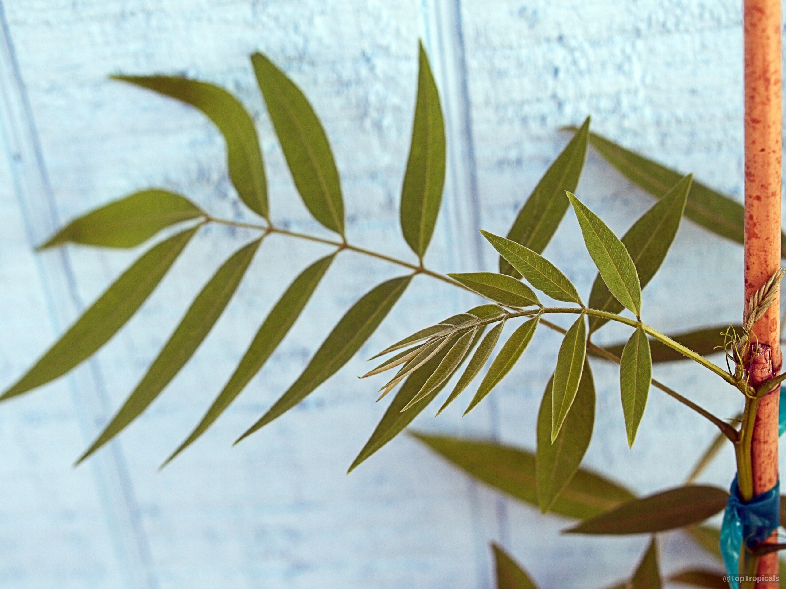 Cassia spectabilis (Cassia) elongated green leaves arranged along slender branching stems. Cassia spectabilis (Cassia) green leaves on thin stems, close up, simple leaf structure.
