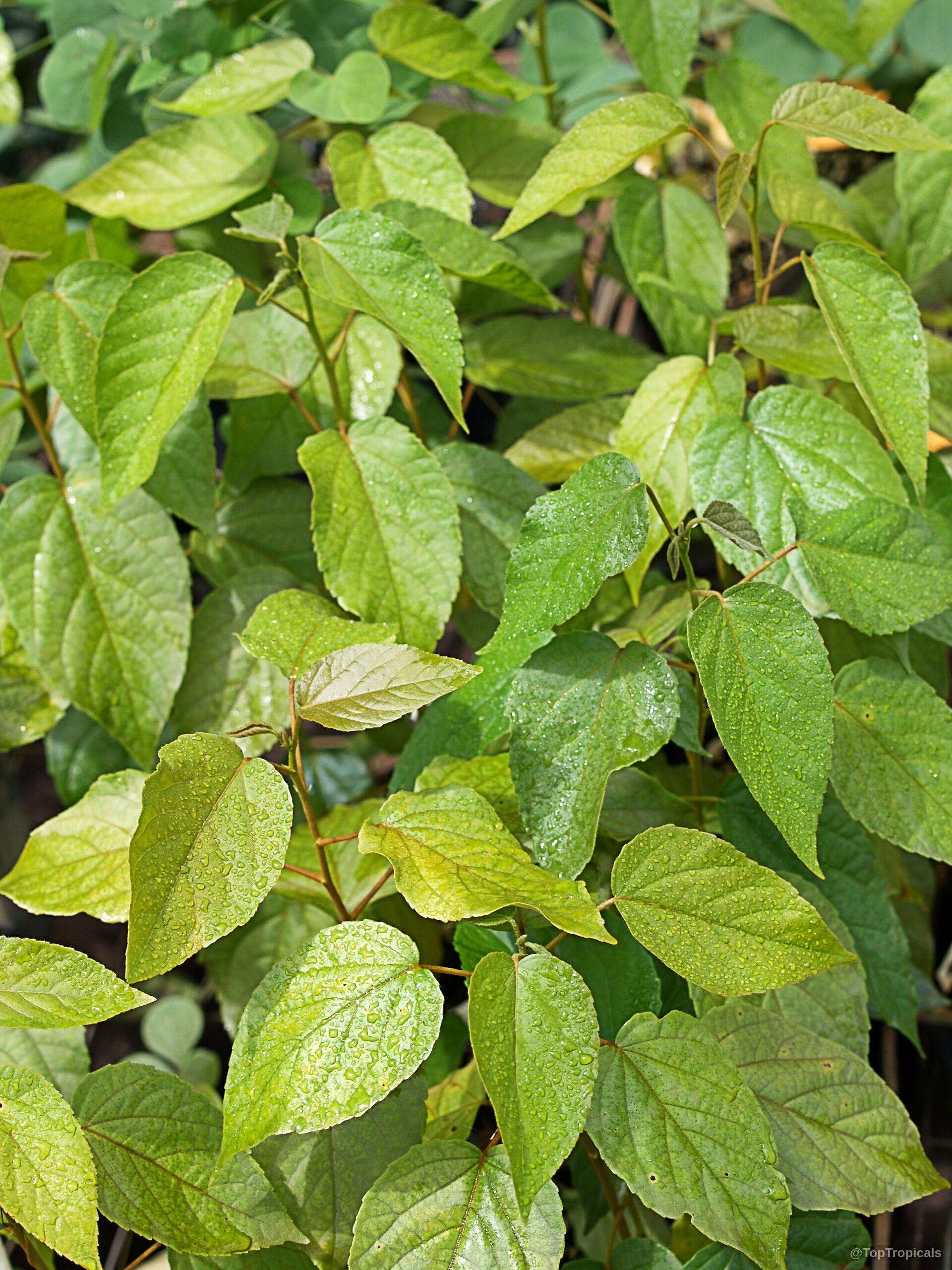 Croton sylvaticus (Forest Fever Berry) foliage covered with moisture droplets on many green leaves. Croton sylvaticus (Forest Fever Berry) bright green leaves plant close up dense foliage growth