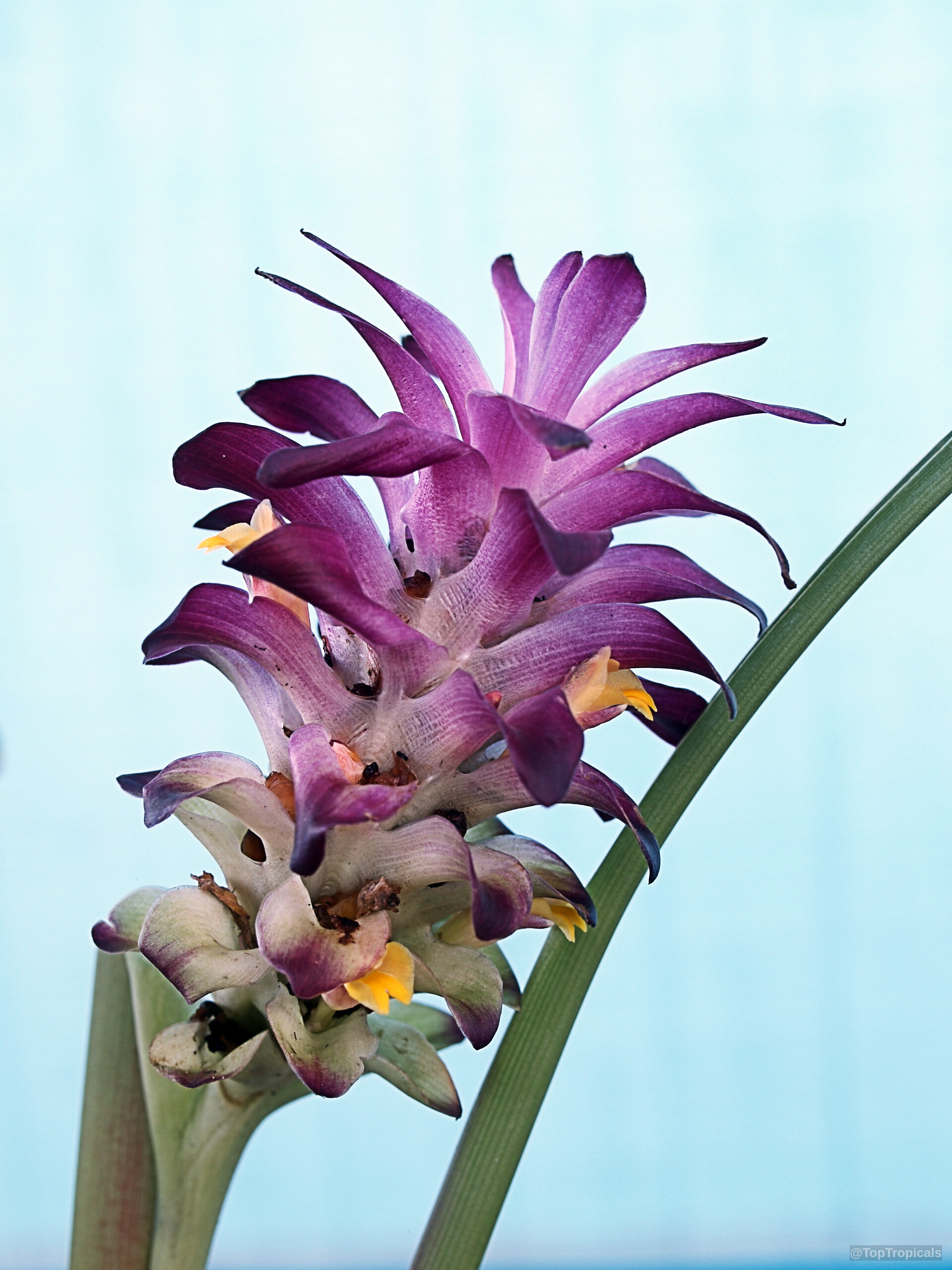 Curcuma sp. (Turmeric) purple flower with yellow interior parts standing against a light blue background. Curcuma sp. (Turmeric) purple flower close up with yellow accents on a tall green stem