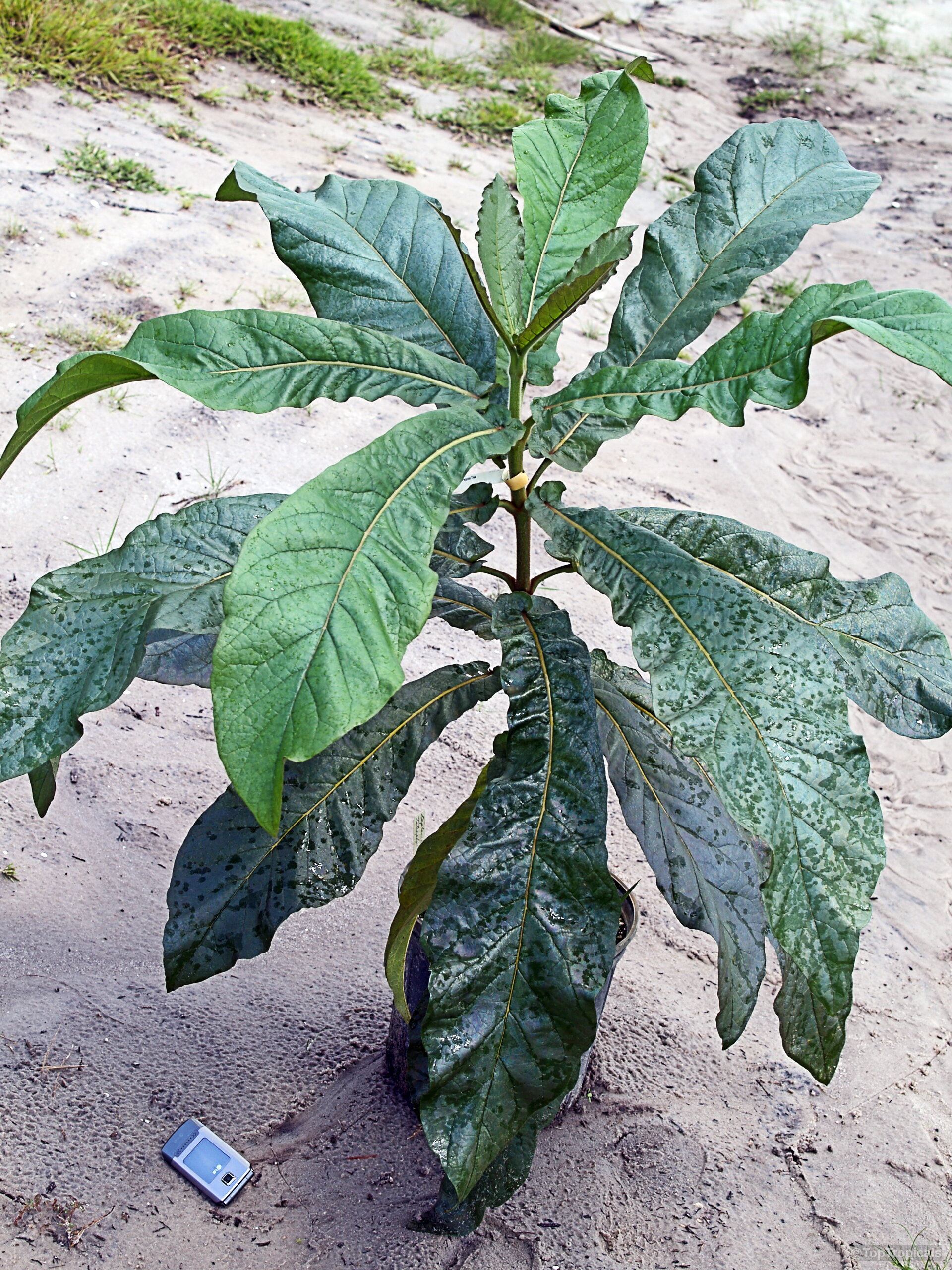 Deplanchea sp. (Golden Bouquet) tall plant with wide green leaves standing in a black nursery pot. Deplanchea sp. (Golden Bouquet) with large dark green leaves, a tropical foliage plant in pot.
