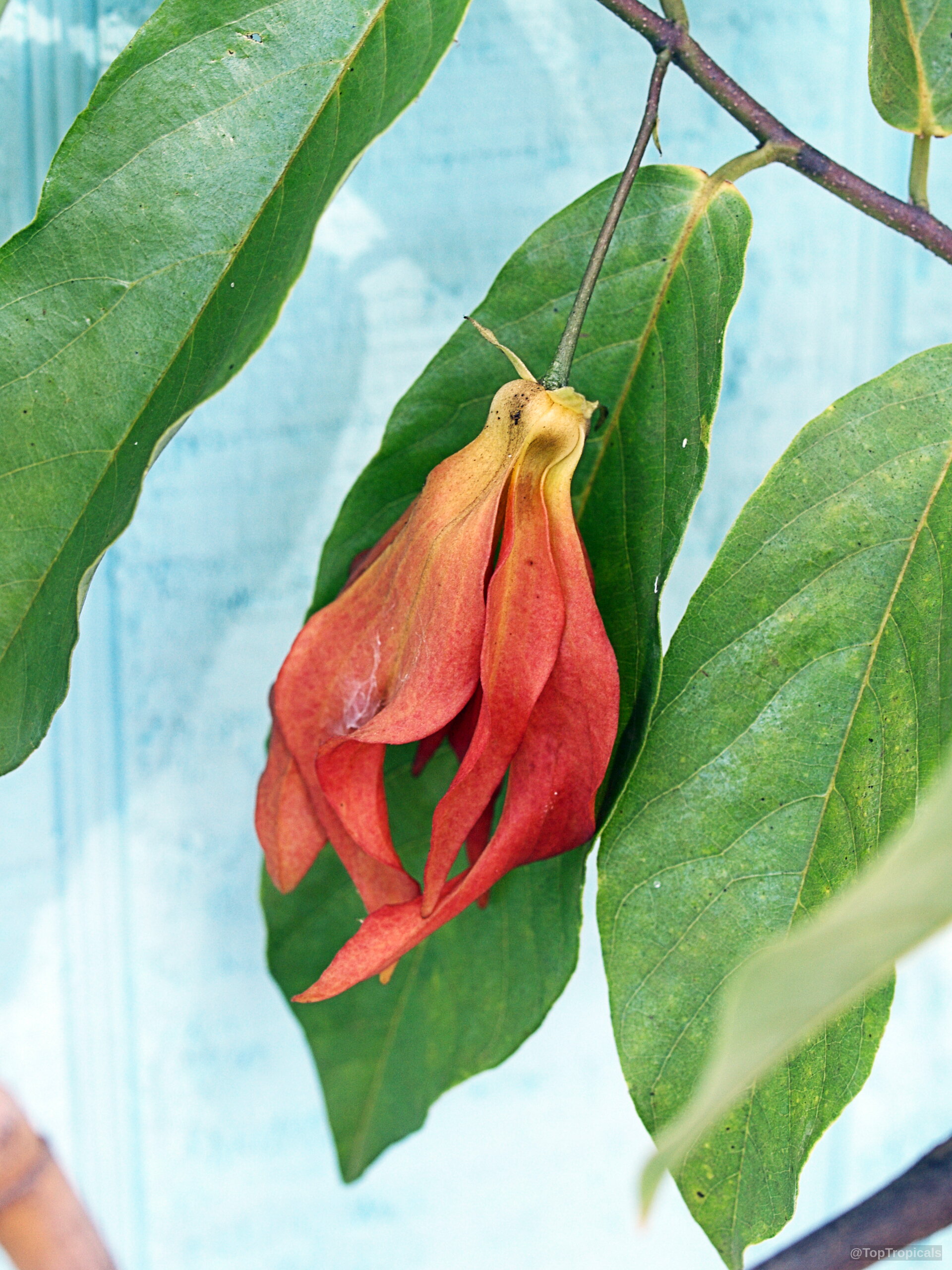 Desmos sp. (Red Ylang-Ylang) drooping red flower nestled among textured, elongated green foliage. Desmos sp. (Red Ylang-Ylang) red flower close up with green leaves attached to branch.