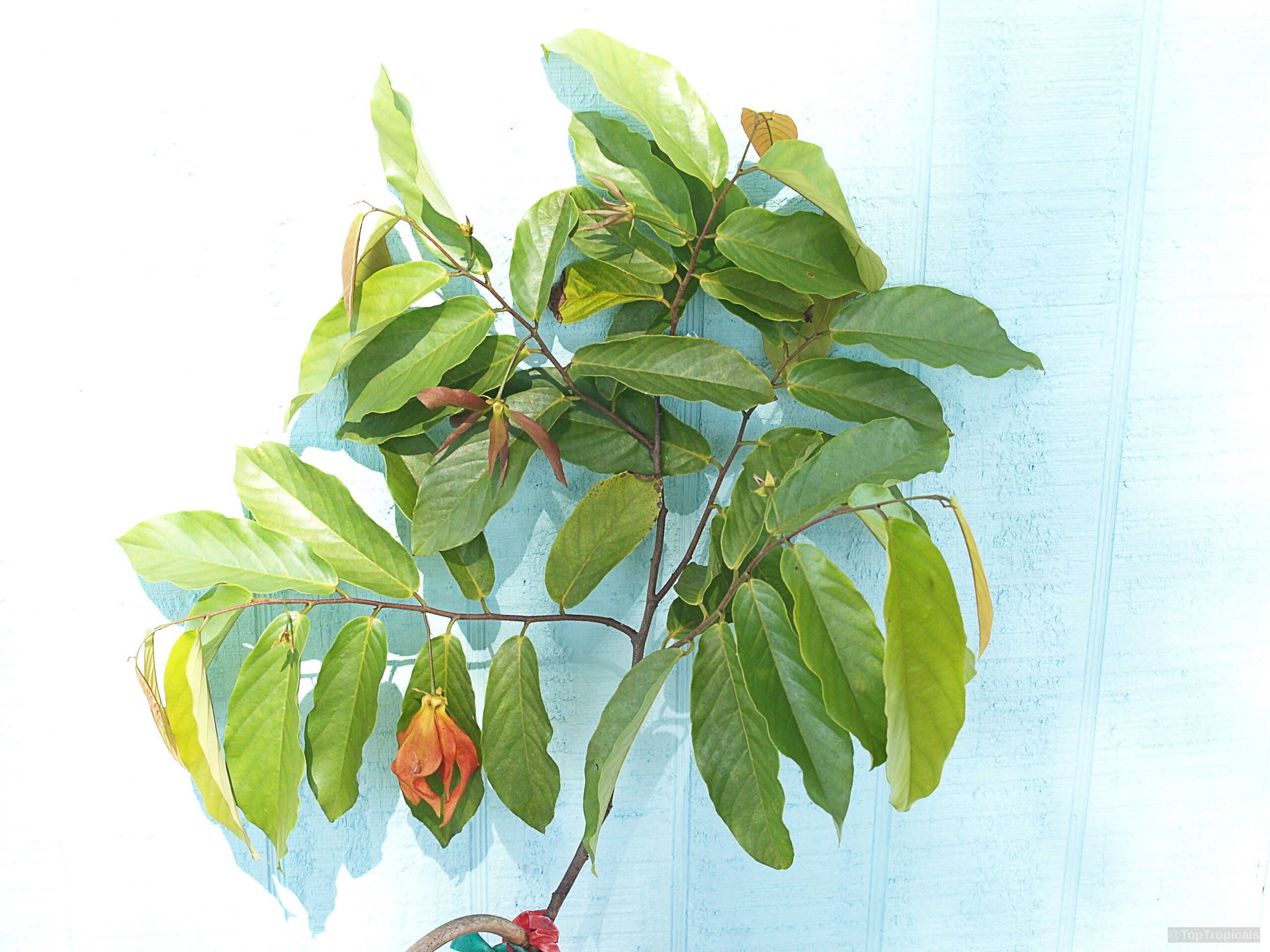 Desmos sp. (Red Ylang-Ylang) with elongated green leaves and a singular red flower. Desmos sp. (Red Ylang-Ylang) red flower and green leaves on branch, close up.