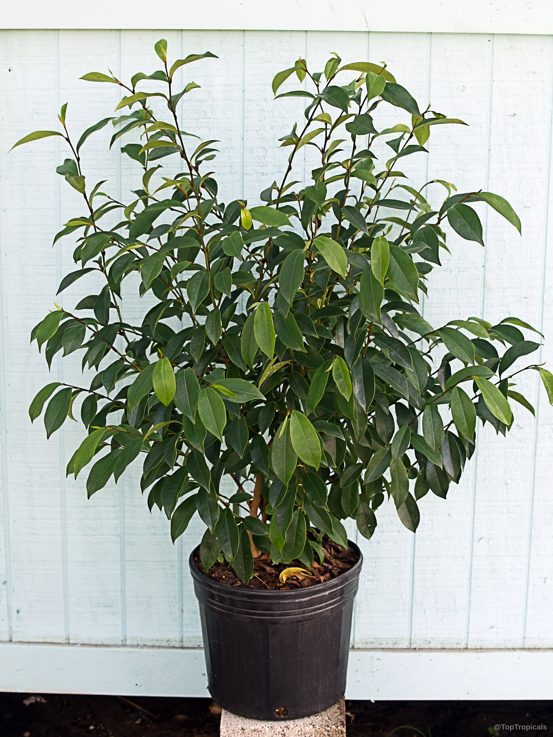 Magnolia figo (Banana Magnolia) plant with dense green foliage potted in a dark nursery container. Magnolia figo (Banana Magnolia) plant with glossy green oval leaves in a dark plastic pot.