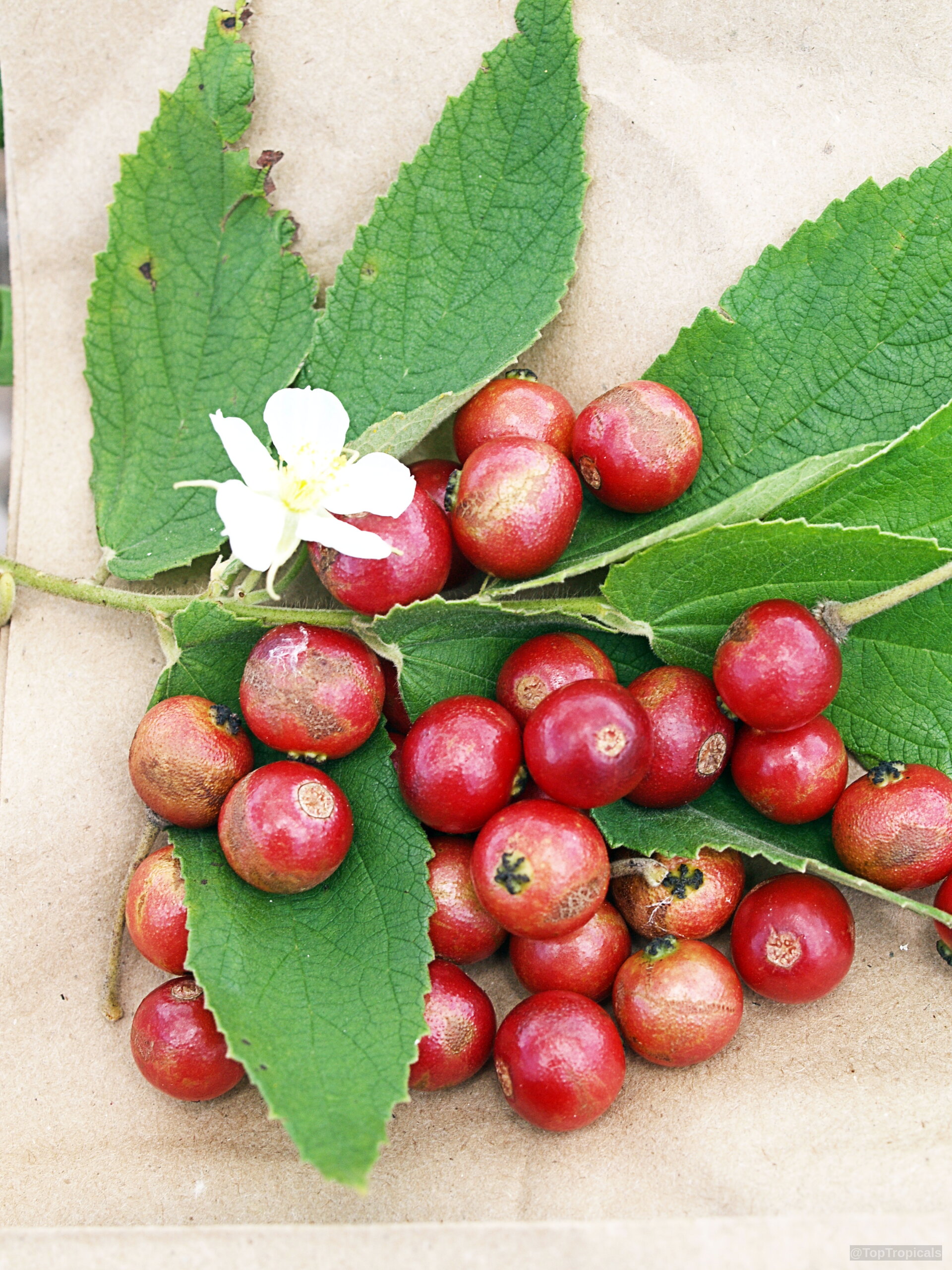 Muntingia calabura (Strawberry tree) stems carrying round red fruit nestled among textured green serrated leaves Muntingia calabura (Strawberry tree) with round red fruit, green leaves and white flower close up