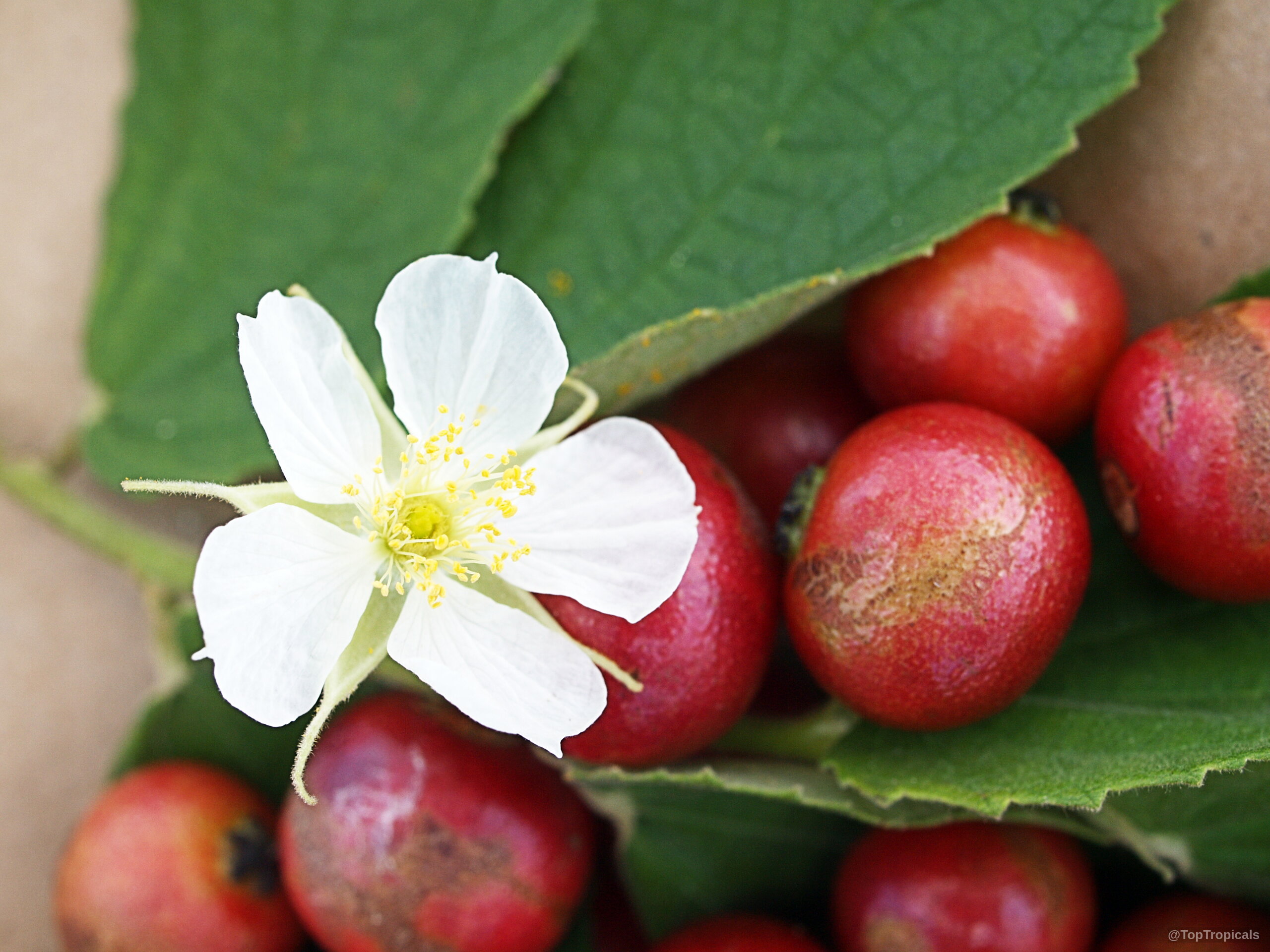Muntingia calabura (Strawberry tree) with small white flower nestled near round red fruit and leaves. Muntingia calabura (Strawberry tree) white flower and red fruit, close up shot of plant