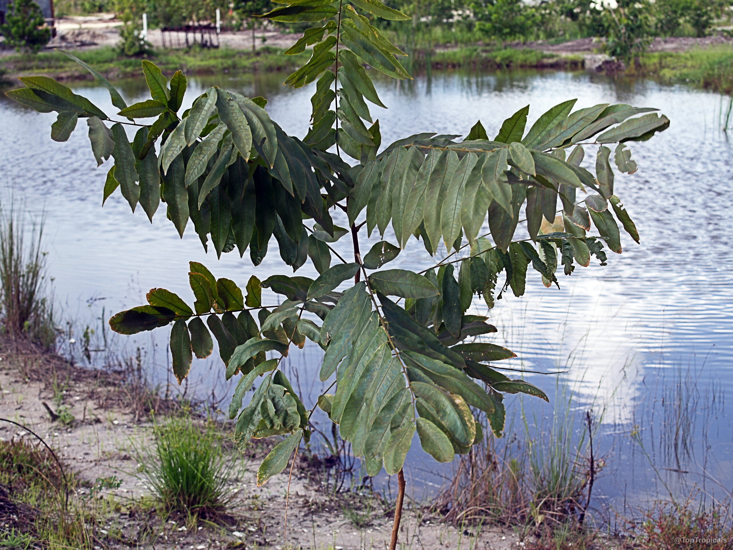 Sapindus detergens (Ritha) branches covered in many small green leaves near a water body. Sapindus detergens (Ritha) green leaves on a thin woody branch, medium distance plant image.