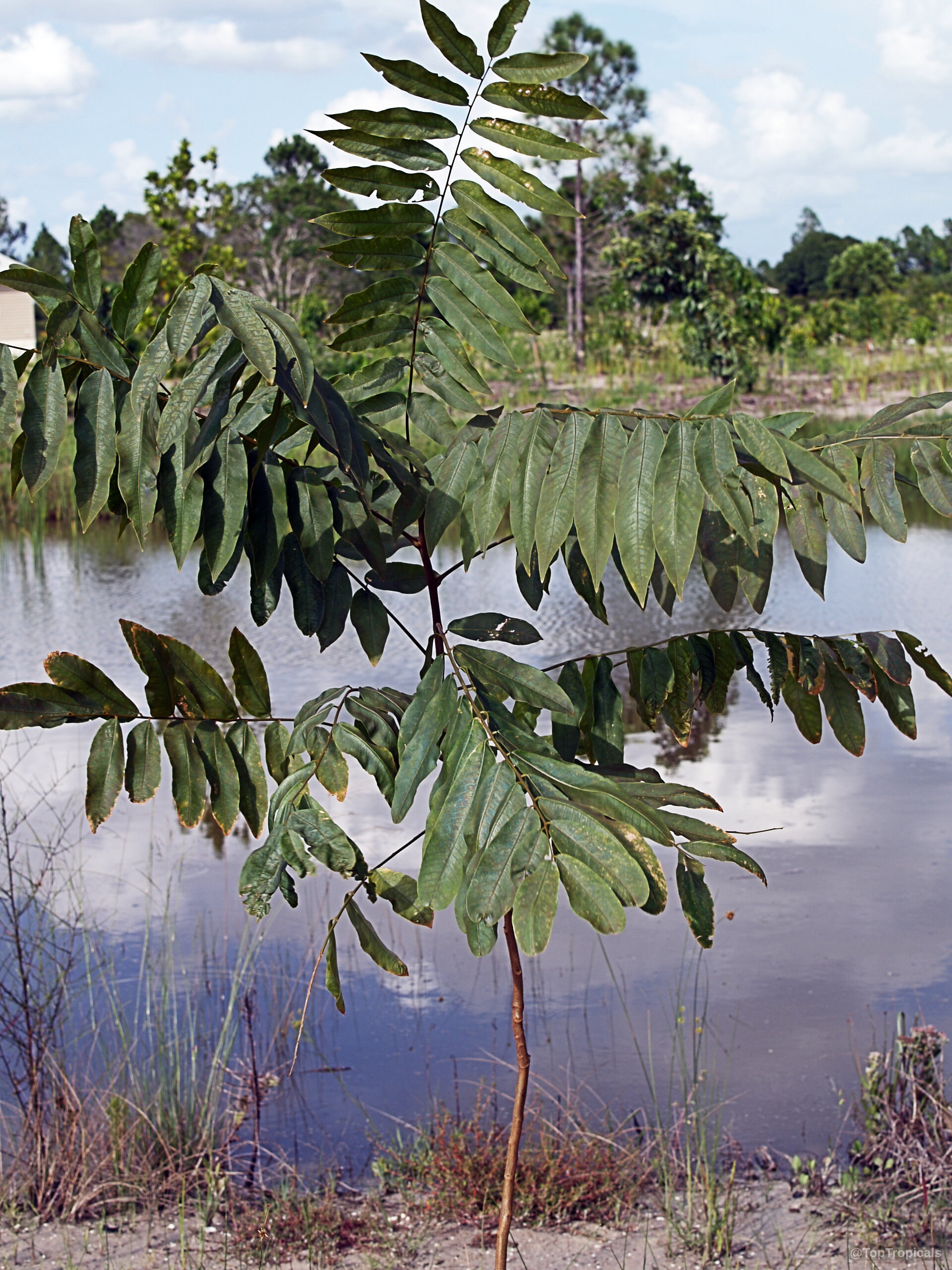 Sapindus detergens (Ritha) with long pinnate green leaves growing near calm water by the shore. Sapindus detergens (Ritha) green plant with narrow compound leaves reaching toward blue sky atmosphere.