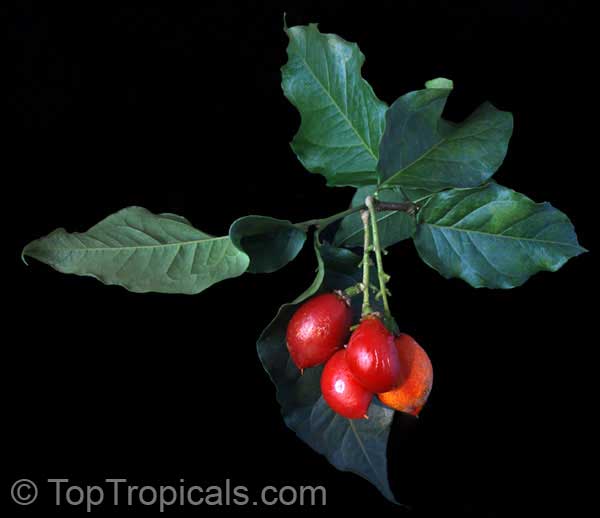 Bunchosia argentea - Peanut Butter 
Tree