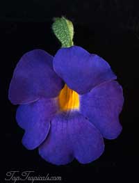 Thunbergia battiscombei - Bengal Clock Vine, Blue Glory

Click to see full-size image