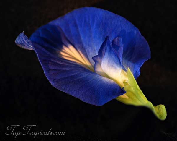 Clitoria ternatea - Butterfly Pea