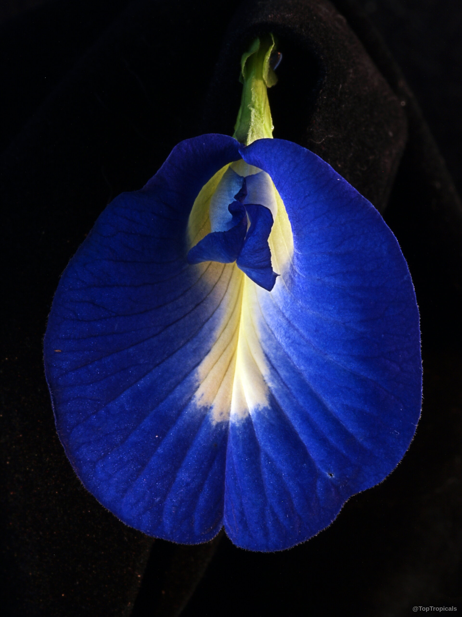 Clitoria ternatea (Butterfly Pea) flower with rich indigo petals and a white center portion Clitoria ternatea (Butterfly Pea) deep blue flower close up against a dark background