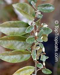 Elaeagnus philippinensis, Lingaro

Click to see full-size image