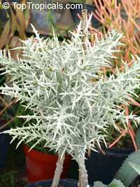 Euphorbia stenoclada, Silver Thicket

Click to see full-size image
