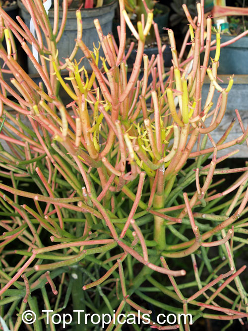 Euphorbia tirucalli, Pencil Bush, Milk-bush, Pencil Tree, Fire Fingers