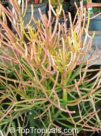 Euphorbia tirucalli, Pencil Bush, Milk-bush, Pencil Tree, Fire Fingers